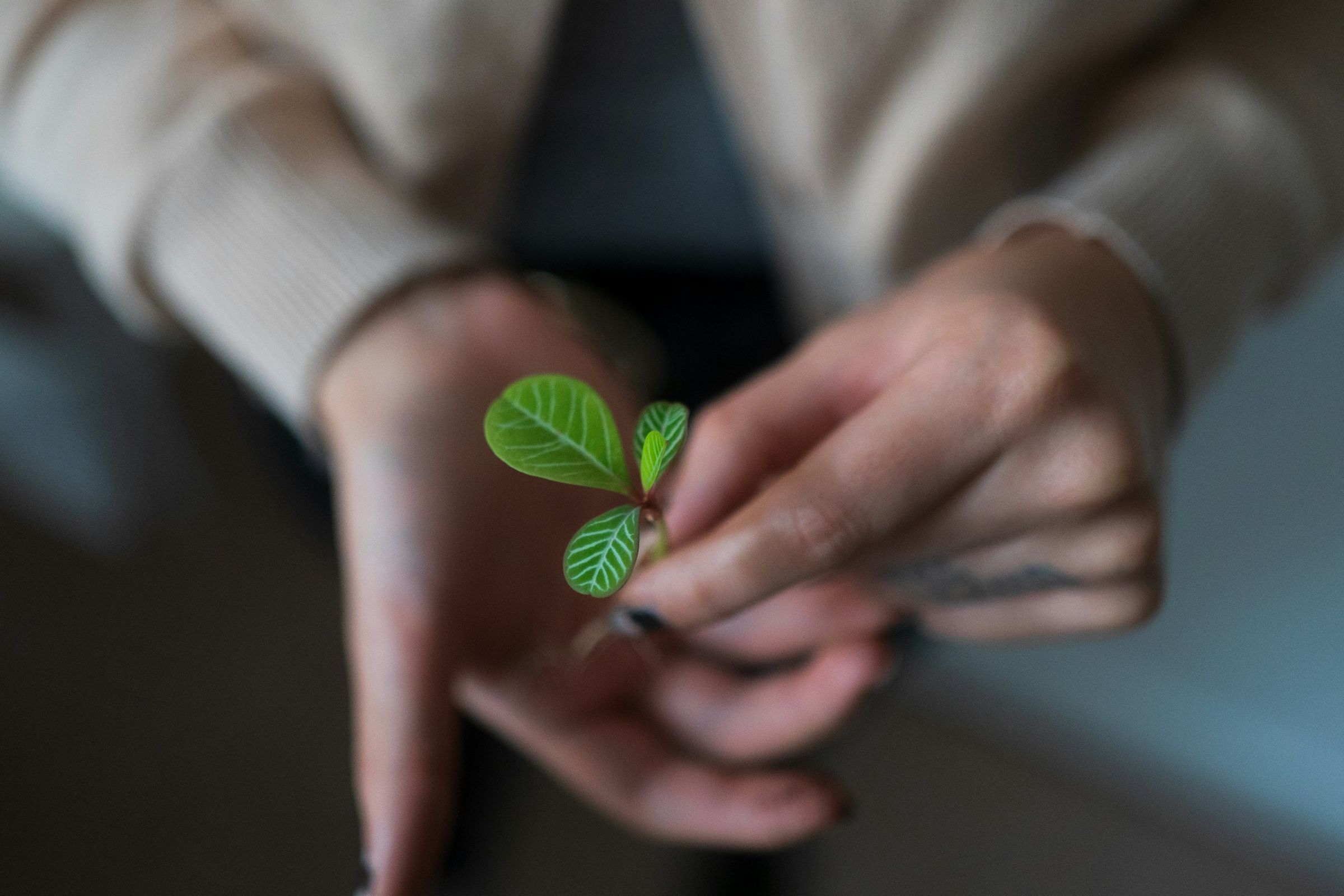 Hands holding a young plant